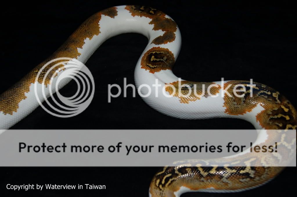 piebald burmese Reptile Forums